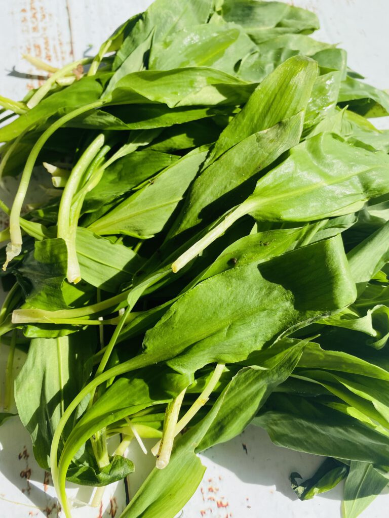 Bärlauch - Claudia's Kitchen Bärlauch - Claudia's Kitchen